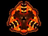 The 'Butterfly kaleidoscope' image by Cong Cong Bo has been selected from the Novartis and Daily Telegraph Visions of Science Photographic Awards. If you would like further information about the Awards and associated events.