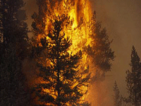 Forest fire